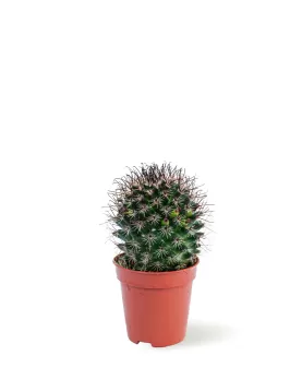 CACTUS POT 5 CM HEIGHT 10 CM