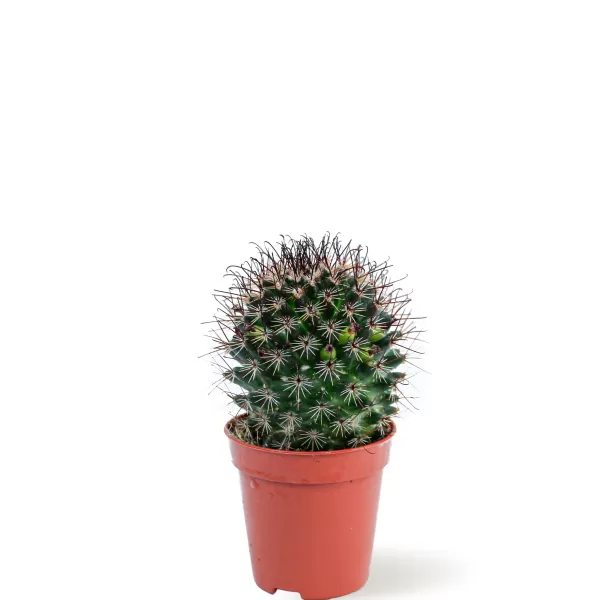 CACTUS POT 5 CM HEIGHT 10 CM
