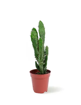 CACTUS POT 5 CM HEIGHT 15 CM