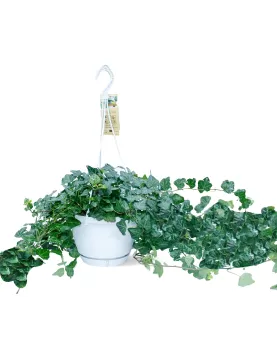 HEDERA HALIX HANGING POT 17 CM LENGTH  90 CM