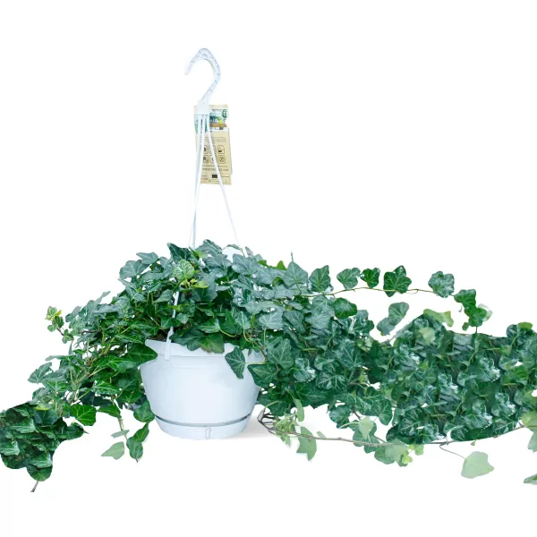 HEDERA HALIX HANGING POT 17 CM LENGTH  90 CM