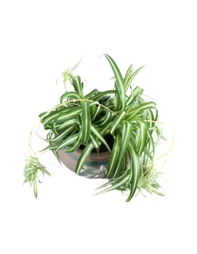 INDOOR PLANT DESIGN (CHLOROPHYTUM )