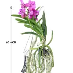 VANDA HYBRIDEN - PINK HEIGHT 60CM