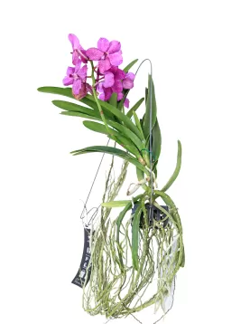 VANDA HYBRIDEN - PINK HEIGHT 60CM