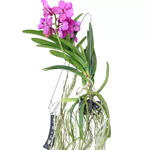 VANDA HYBRIDEN - PINK HEIGHT 60CM