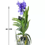 VANDA HYBRIDEN - BLUE HEIGHT 60CM