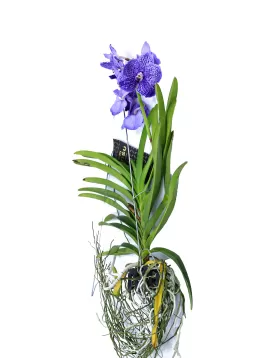 VANDA HYBRIDEN - BLUE HEIGHT 60CM