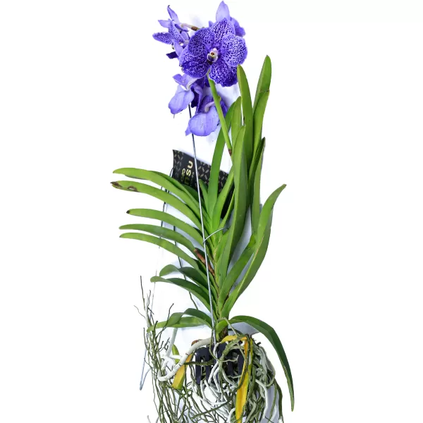 VANDA HYBRIDEN - BLUE HEIGHT 60CM