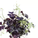 OXALIS TRIANGULARIS MIJLE POT 12CM HEIGHT 25CM