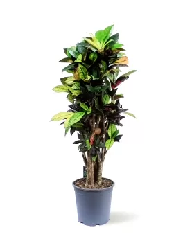 CODIAEUM ICETON POT 24CM HEIGHT  110CM