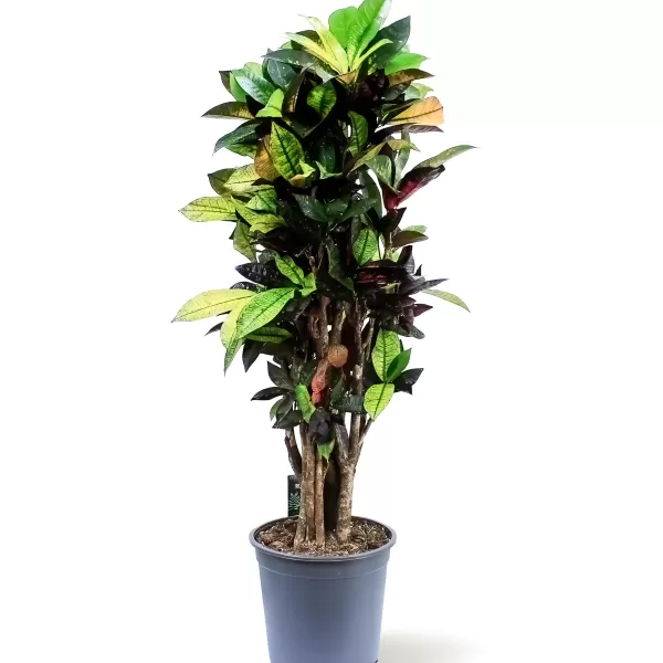 CODIAEUM ICETON POT 24CM HEIGHT  110CM