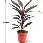CORDYLINE TANGO POT 13CM HEIGHT 50CM