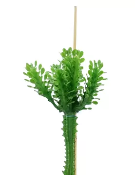 EUPHORBIA TRIGONA  POT 30CM HEIGHT 100CM