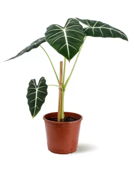 ALOCASIA FRYDEK-18CM HEIGHT 60 CM