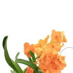 VANDA HYBRIDEN - YELLOW HEIGHT 60CM