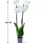 PHALAENOPSIS  WHITE POT 12CM HEIGHT 80CM