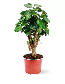 POLYCIAS POT 12CM HEIGHT 40CM