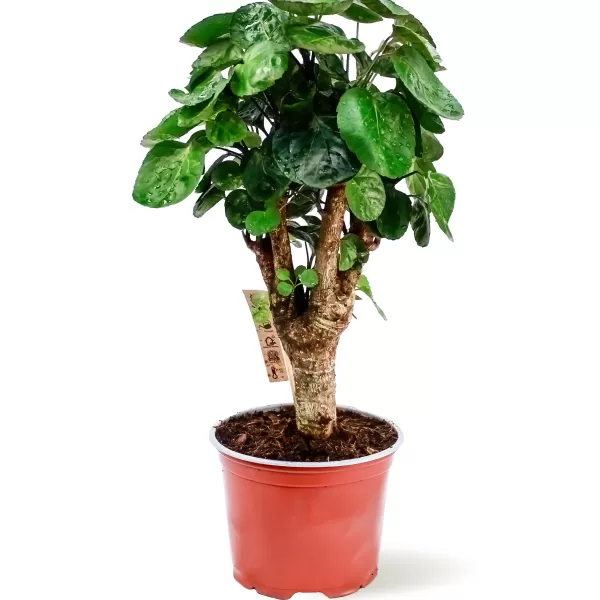 POLYCIAS POT 12CM HEIGHT 40CM