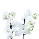 PHALAENOPSIS  WHITE POT 12CM HEIGHT 80CM