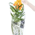 VANDA HYBRIDEN - YELLOW HEIGHT 60CM