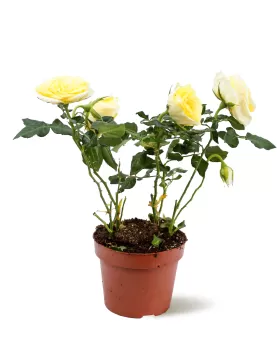 ROSE YELLOW -12 CM HEIGHT 40 CM