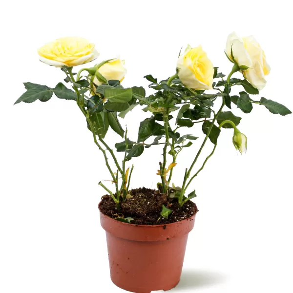 ROSE YELLOW -12 CM HEIGHT 40 CM