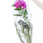 VANDA HYBRIDEN - PINK HEIGHT 60CM