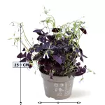 OXALIS TRIANGULARIS MIJLE POT 12CM HEIGHT 25CM