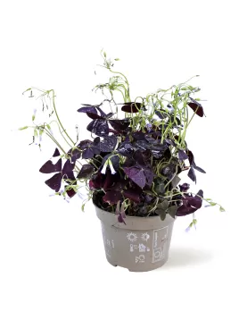 OXALIS TRIANGULARIS MIJLE POT 12CM HEIGHT 25CM