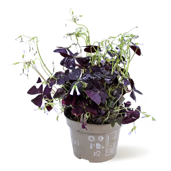 OXALIS TRIANGULARIS MIJLE POT 12CM HEIGHT 25CM
