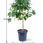 ABUTILON POT 19CM HEIGHT 75CM