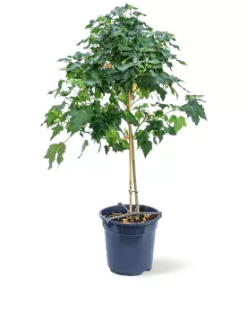 ABUTILON POT 19CM HEIGHT 75CM