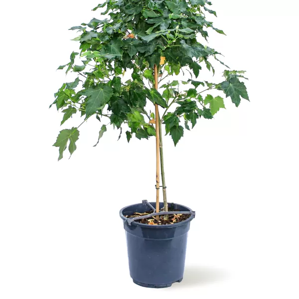 ABUTILON POT 19CM HEIGHT 75CM