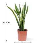 SANSAVIERIA LAURENTI -POT 19CM HEIGHT 70CM
