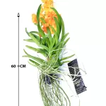 VANDA HYBRIDEN - YELLOW HEIGHT 60CM