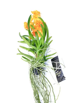 VANDA HYBRIDEN - YELLOW HEIGHT 60CM