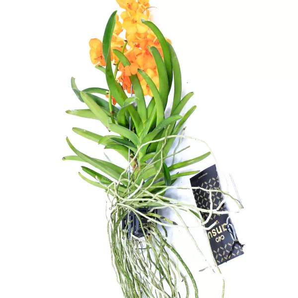 VANDA HYBRIDEN - YELLOW HEIGHT 60CM