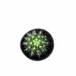 CACTUS POT 10CM HEIGHT 15CM