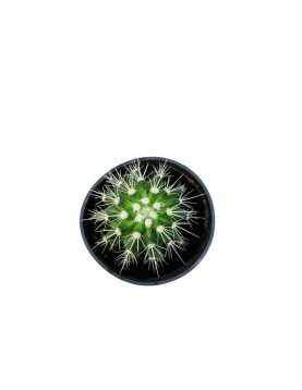 CACTUS POT 10CM HEIGHT 15CM