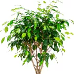 FICUS BENJAMINA POT  27CM HEIGHT 140CM