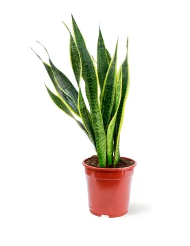 SANSEVIERA LAURENTII  19CM HEIGHT 60CM
