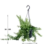 AESCYANTHUS HANGING POT  15CM HEIGHT 30CM