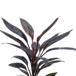 CORDYLINE TANGO POT 13CM HEIGHT 50CM