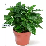 COFFEA ARABICA  POT 12CM HEIGHT 25CM
