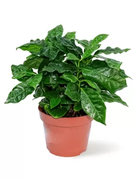 COFFEA ARABICA  POT 12CM HEIGHT 25CM