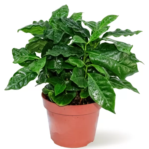 COFFEA ARABICA  POT 12CM HEIGHT 25CM