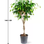 FICUS BENJAMINA POT  27CM HEIGHT 140CM