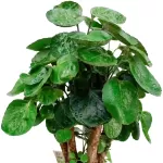 POLYCIAS POT 12CM HEIGHT 40CM