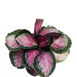 CALATHEA  POT 14CM HEIGHT 30CM