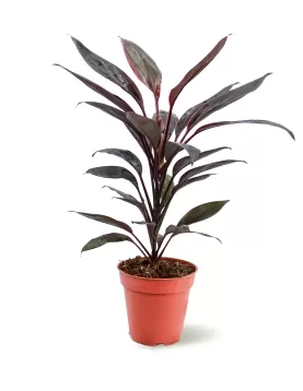 CORDYLINE TANGO POT 13CM HEIGHT 50CM